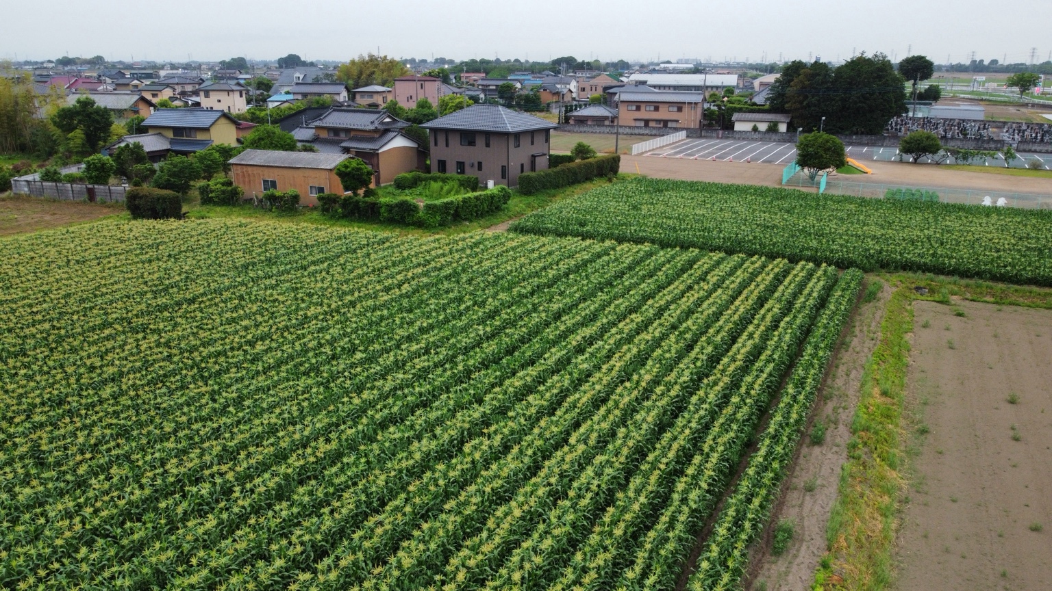 行田ファームのトウモロコシ畑
