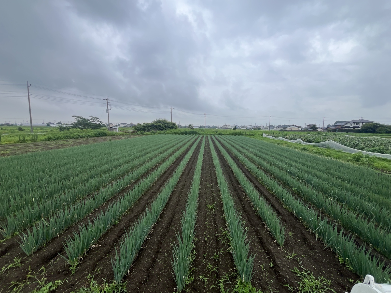 行田ファームのネギ圃場