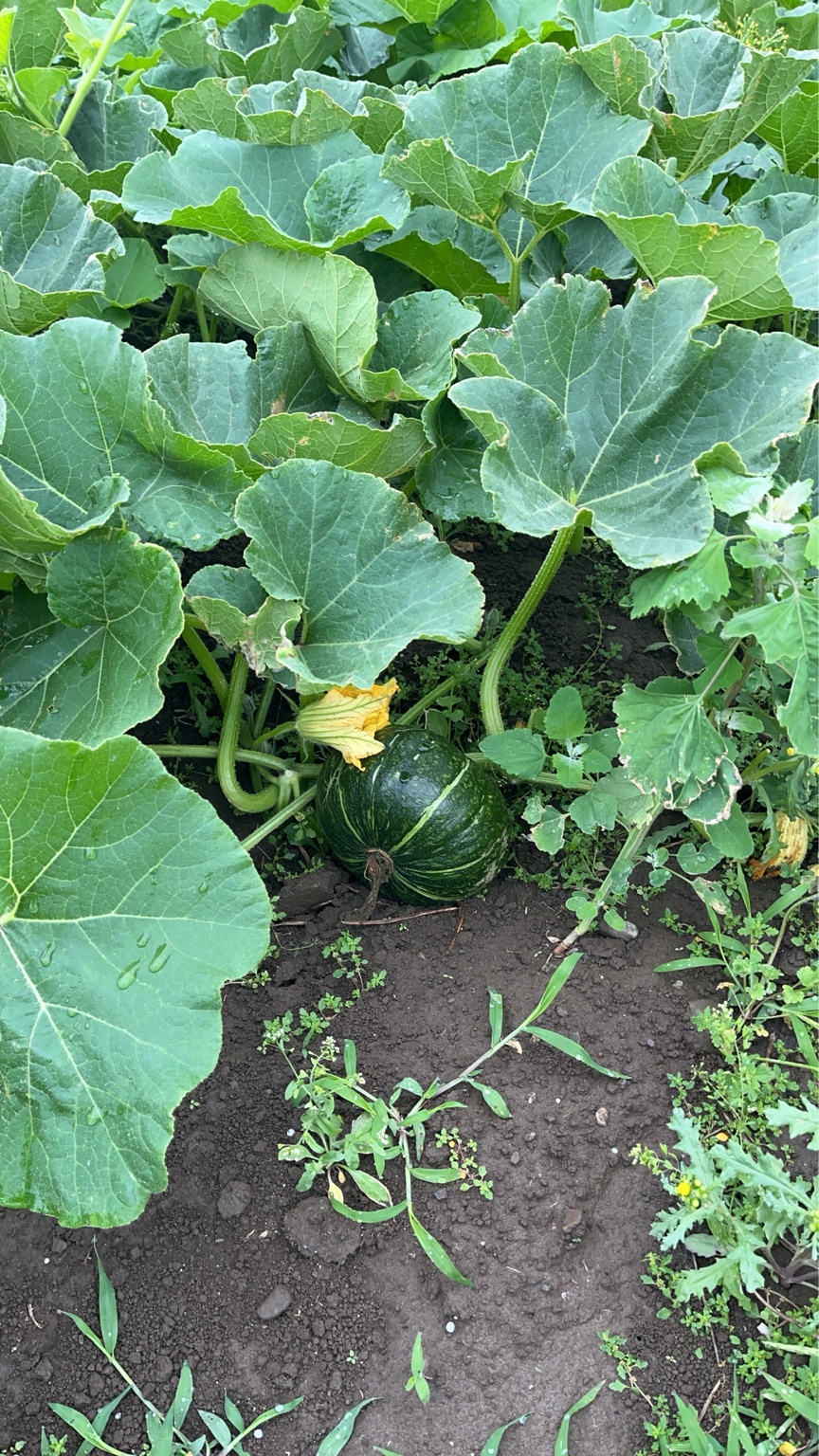 行田ファームのカボチャ畑