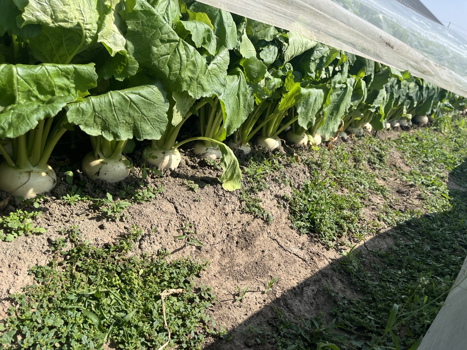 行田ファームのカブ畑